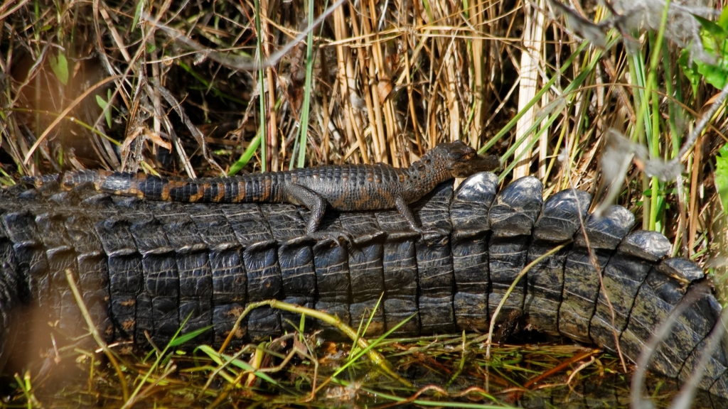 02 - Everglade NP (13).jpg